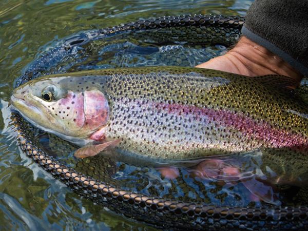 Trout fishing PART 8 #fishing #freshwaterfishing #viral #fypdoesntwork