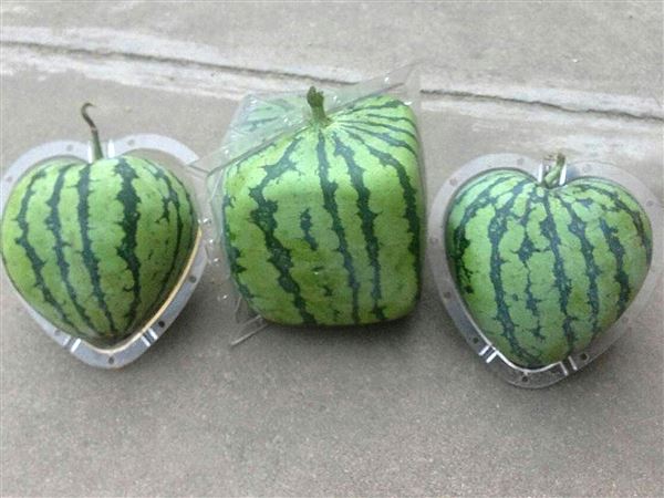 square watermelon farm